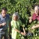 Conseil et expertises viticulture / conduite du vignoble