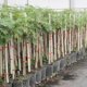 Force Plant : Force-9 