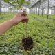 Force Plant : Force-7