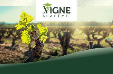Le parcours bio en partenariat avec IFV