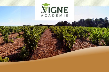 Le parcours gestion durable des sols viticoles en partenariat avec IFV